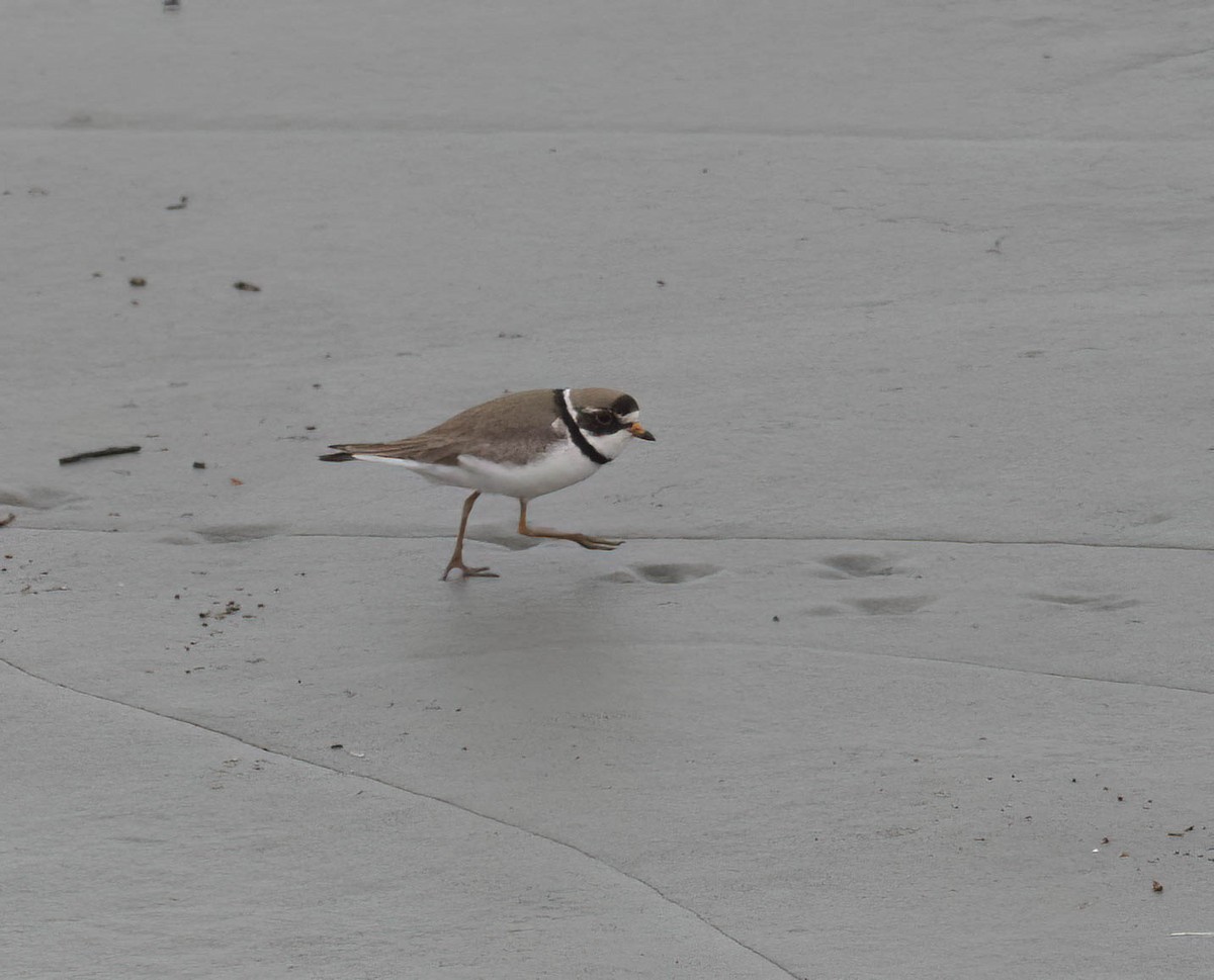 Semipalmated Plover - ML621215094