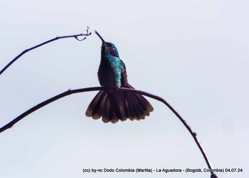 kolibřík modrouchý - ML621215119
