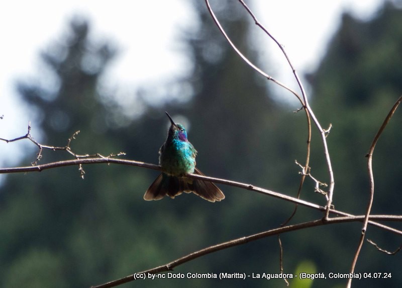 kolibřík modrouchý - ML621215120