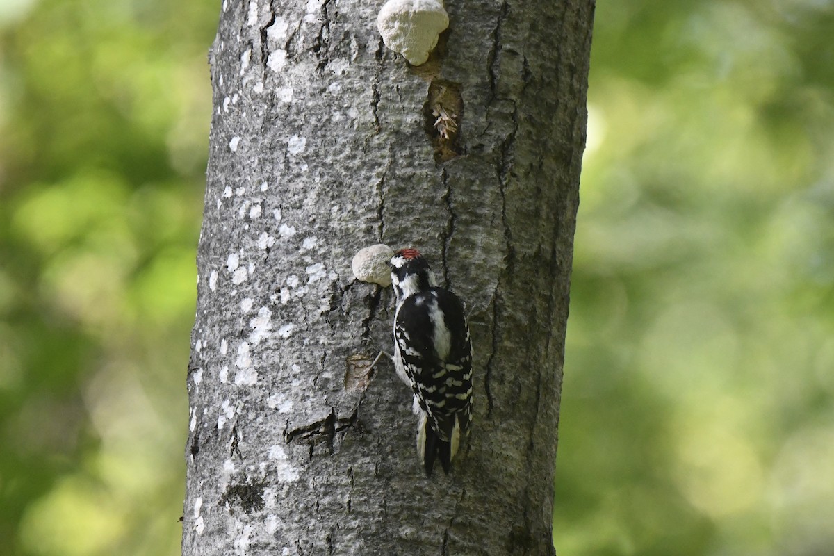 Downy Woodpecker - ML621215141