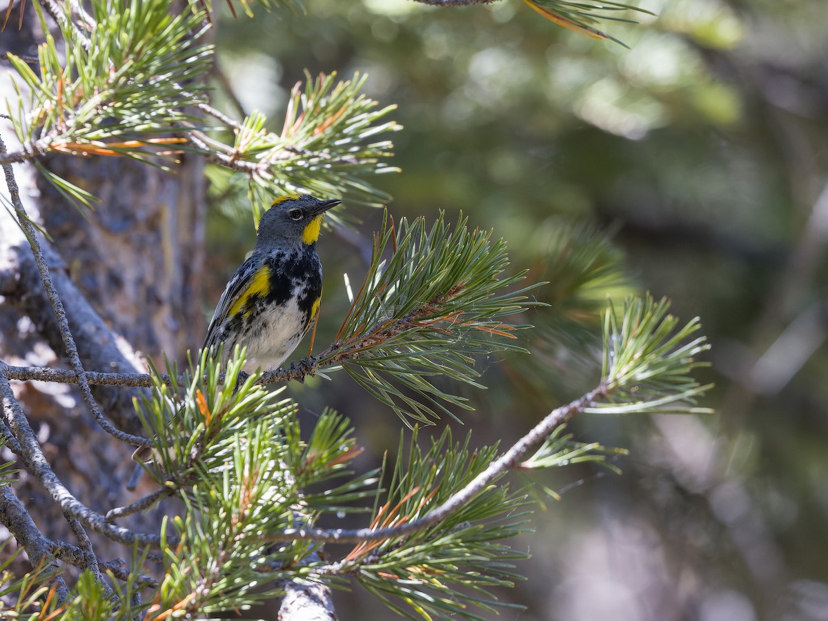 Yellow-rumped Warbler (Audubon's) - ML621215167