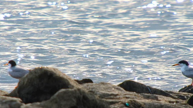 Forster's Tern - ML621215170