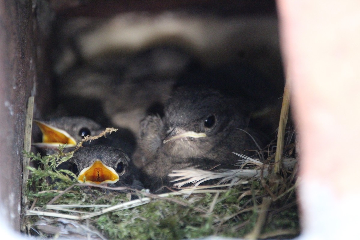 Black Redstart - ML62121521