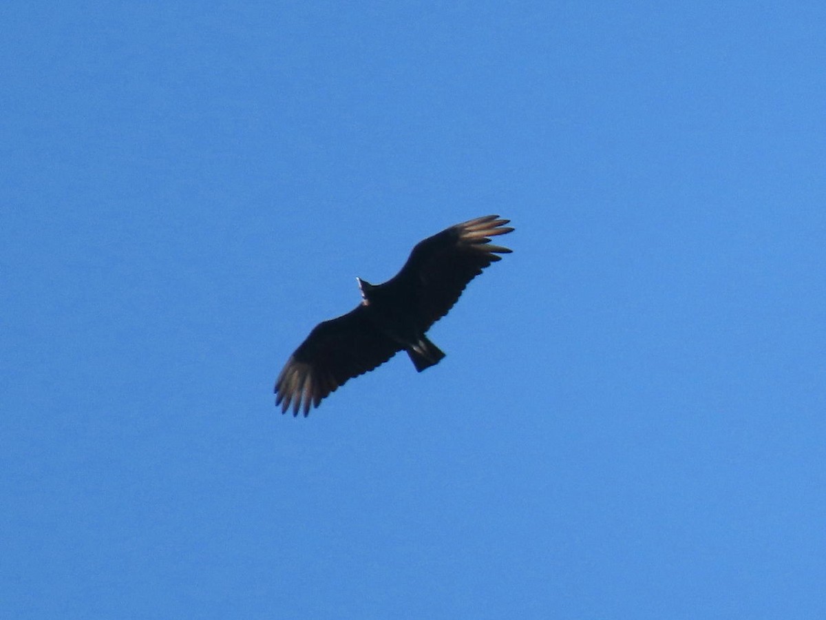 Black Vulture - ML621215237