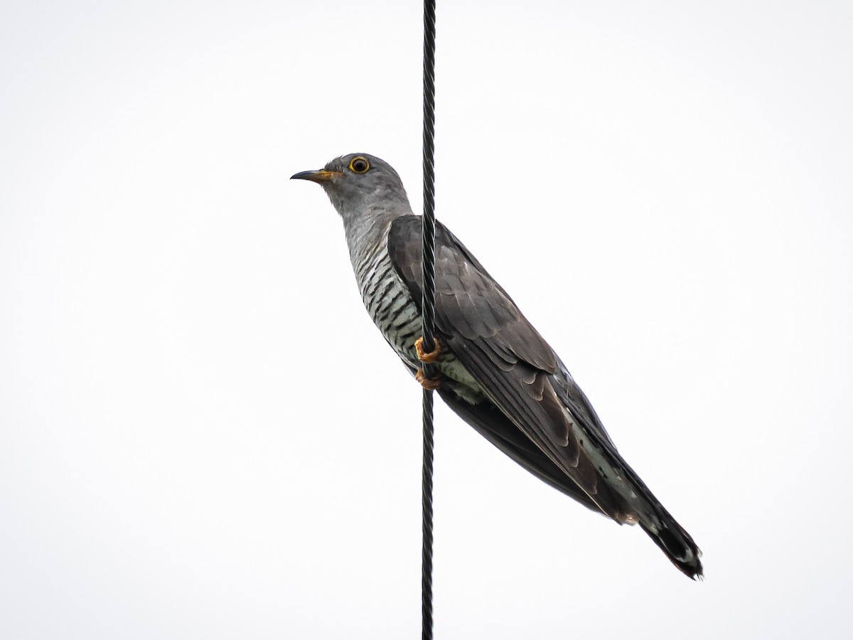 Indian Cuckoo - ML621215253