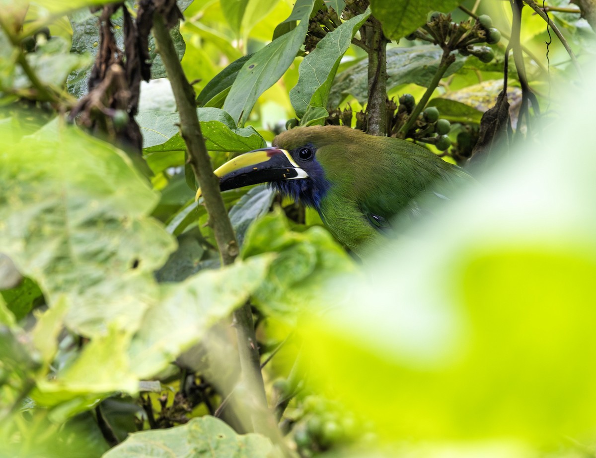 Northern Emerald-Toucanet (Blue-throated) - ML621215262