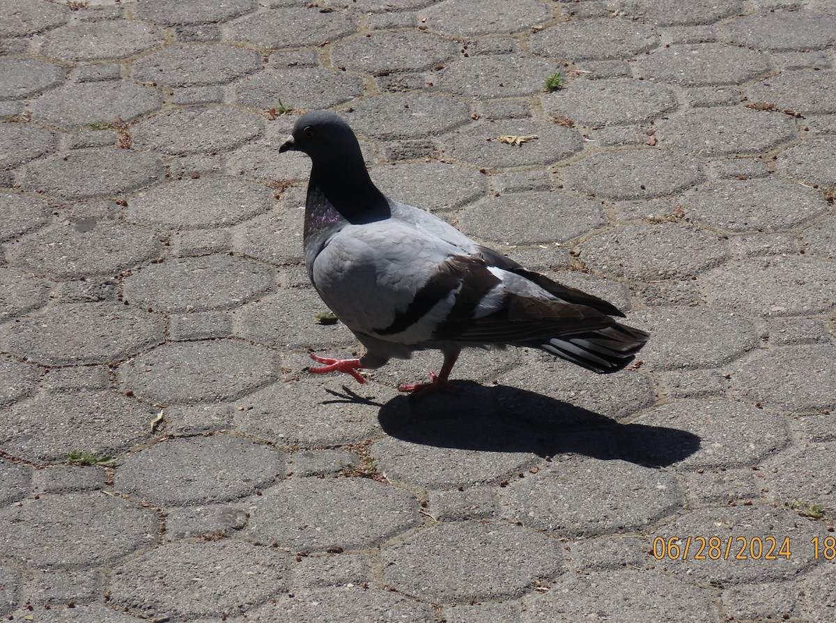 Rock Pigeon (Feral Pigeon) - ML621215265