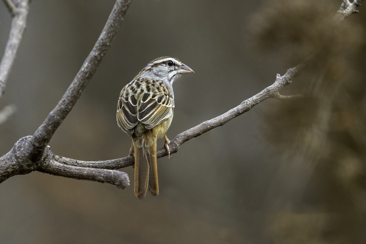 Cinnamon-tailed Sparrow - ML621215266