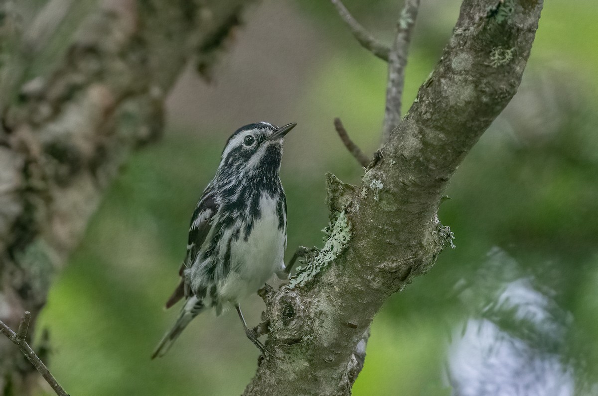 Black-and-white Warbler - ML621215272