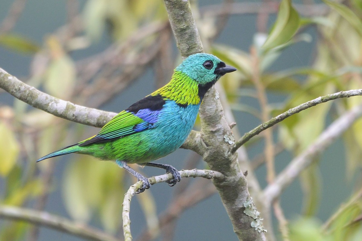 Green-headed Tanager - ML621215275
