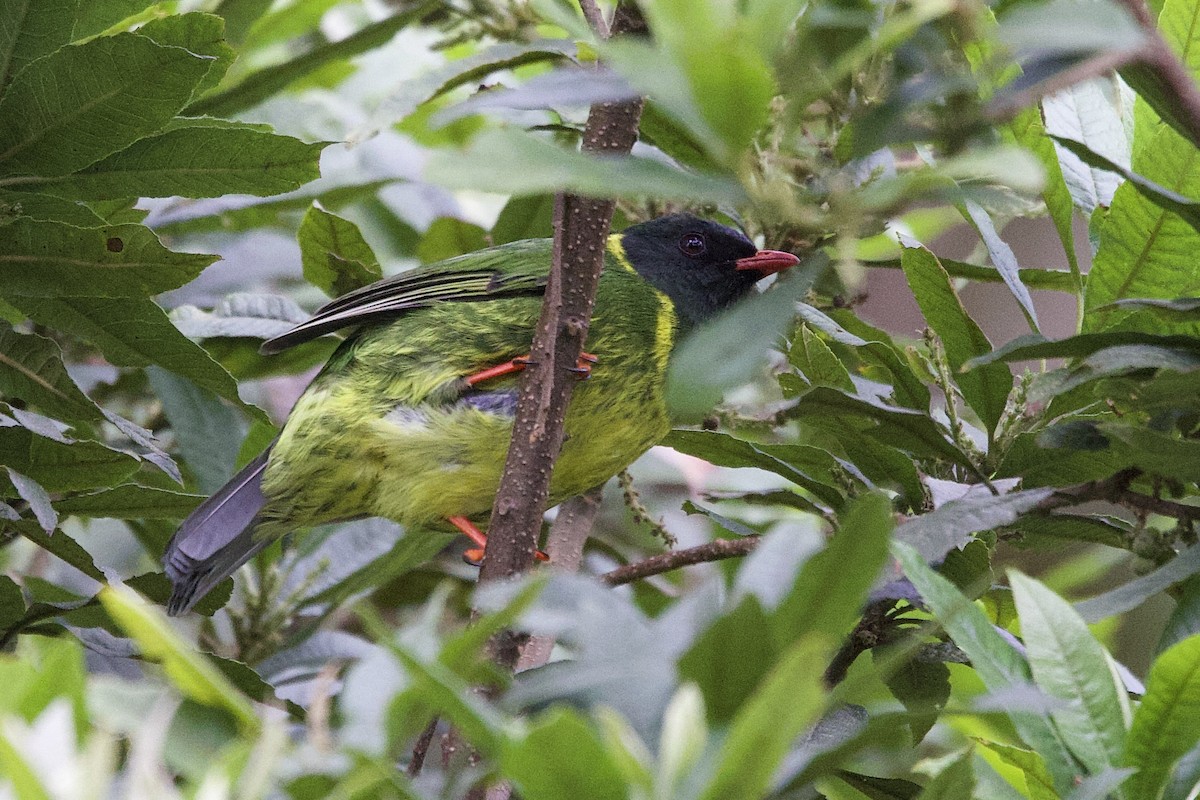 Green-and-black Fruiteater - ML621215277