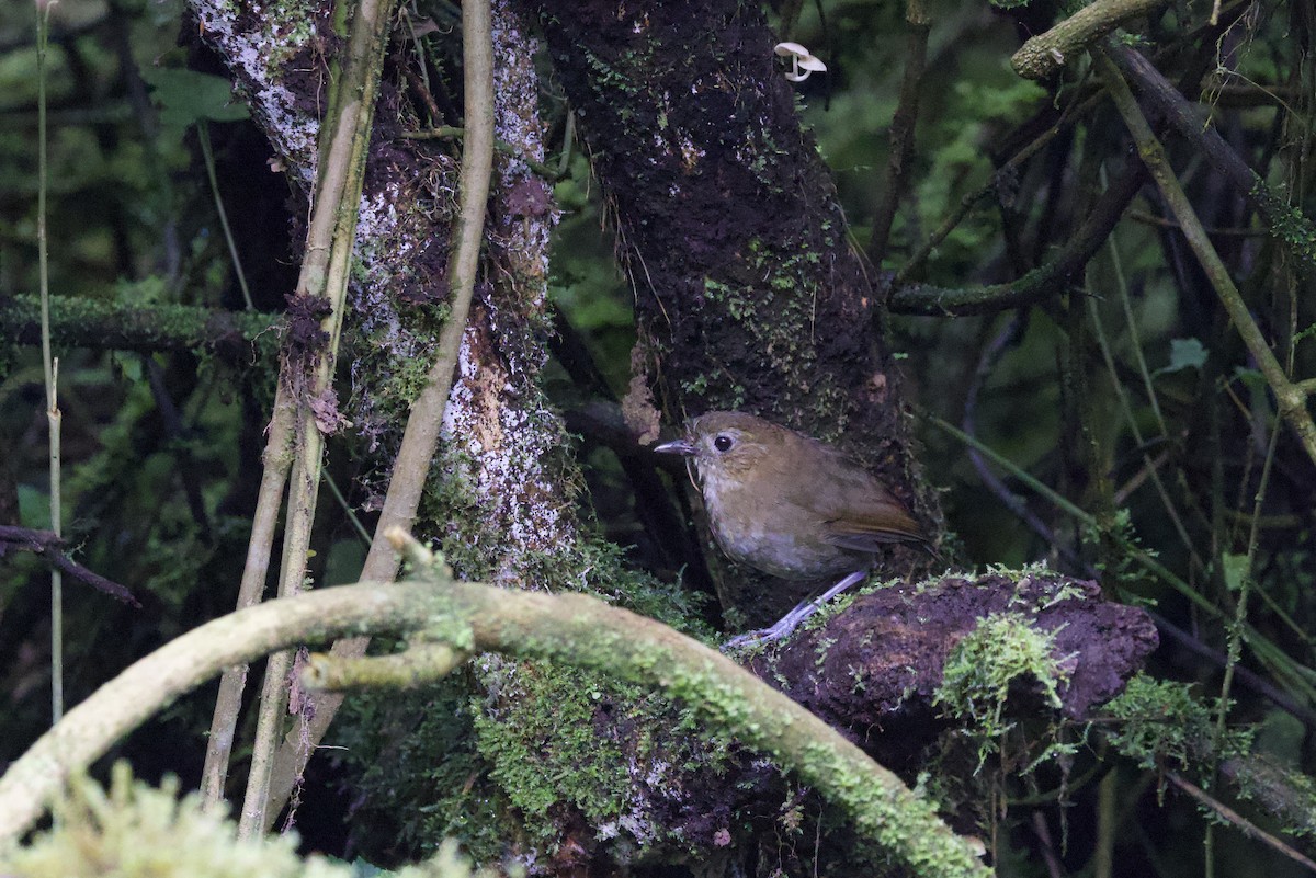 Brown-banded Antpitta - ML621215321