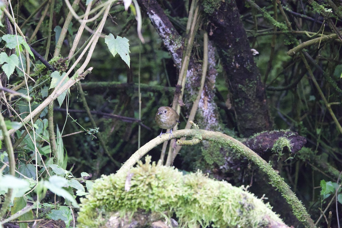 Brown-banded Antpitta - ML621215322