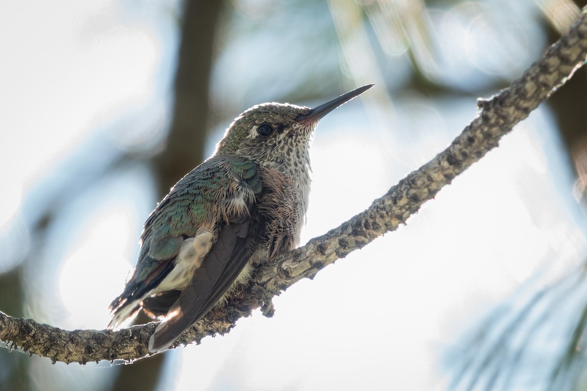 Broad-tailed Hummingbird - ML621215333