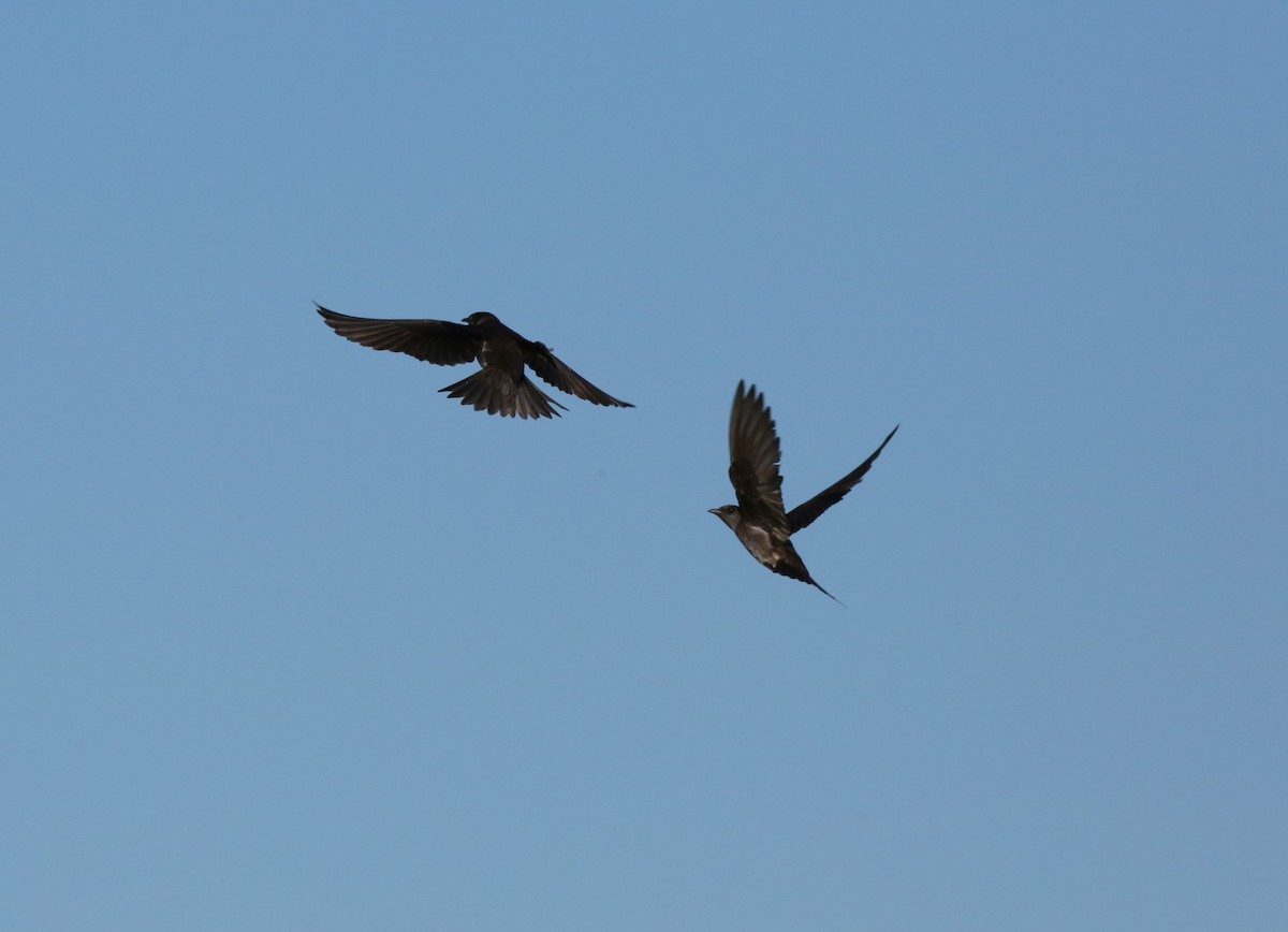 Purple Martin - Ron Sempier