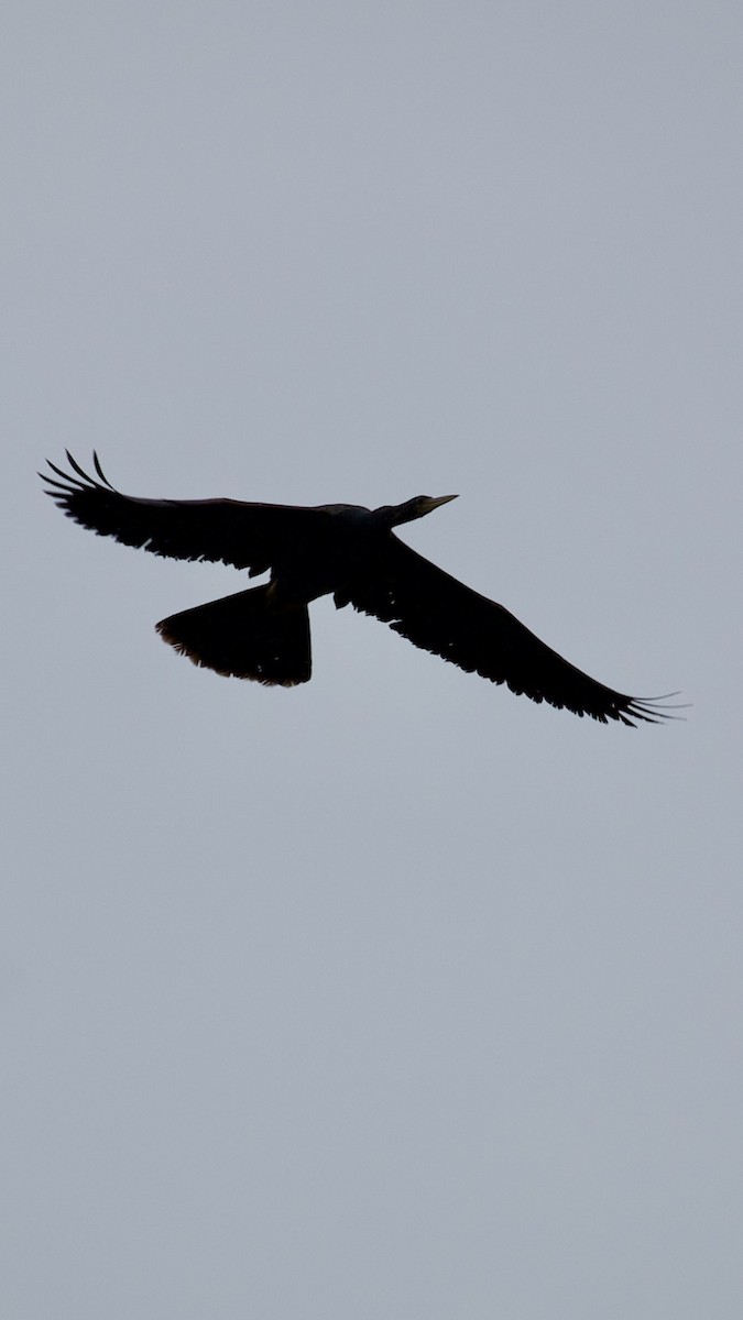 Anhinga - ML621215377