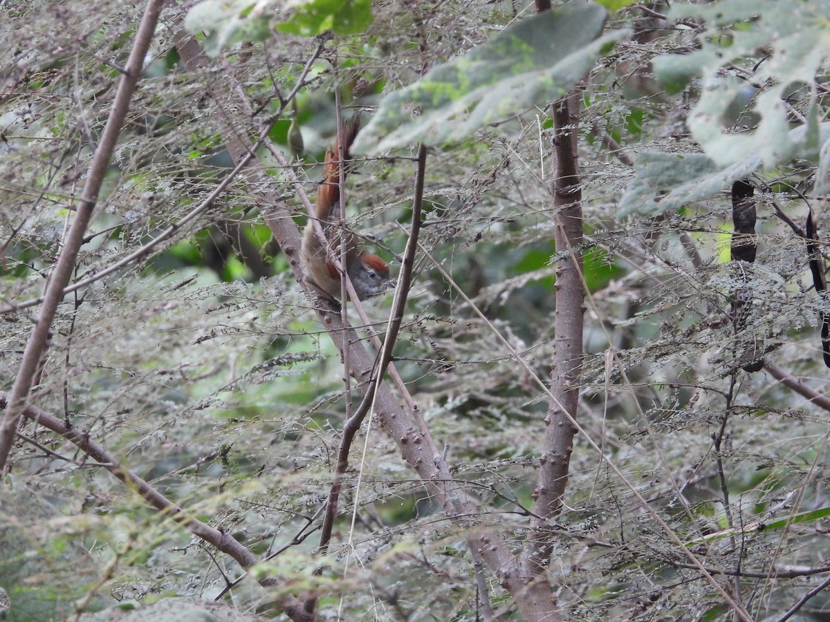 Sooty-fronted Spinetail - ML621215473