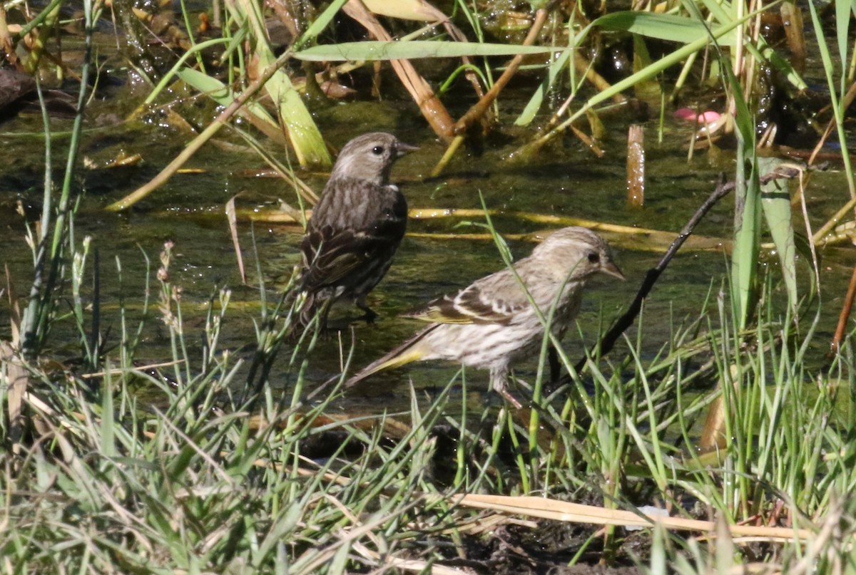 Pine Siskin - ML621215505