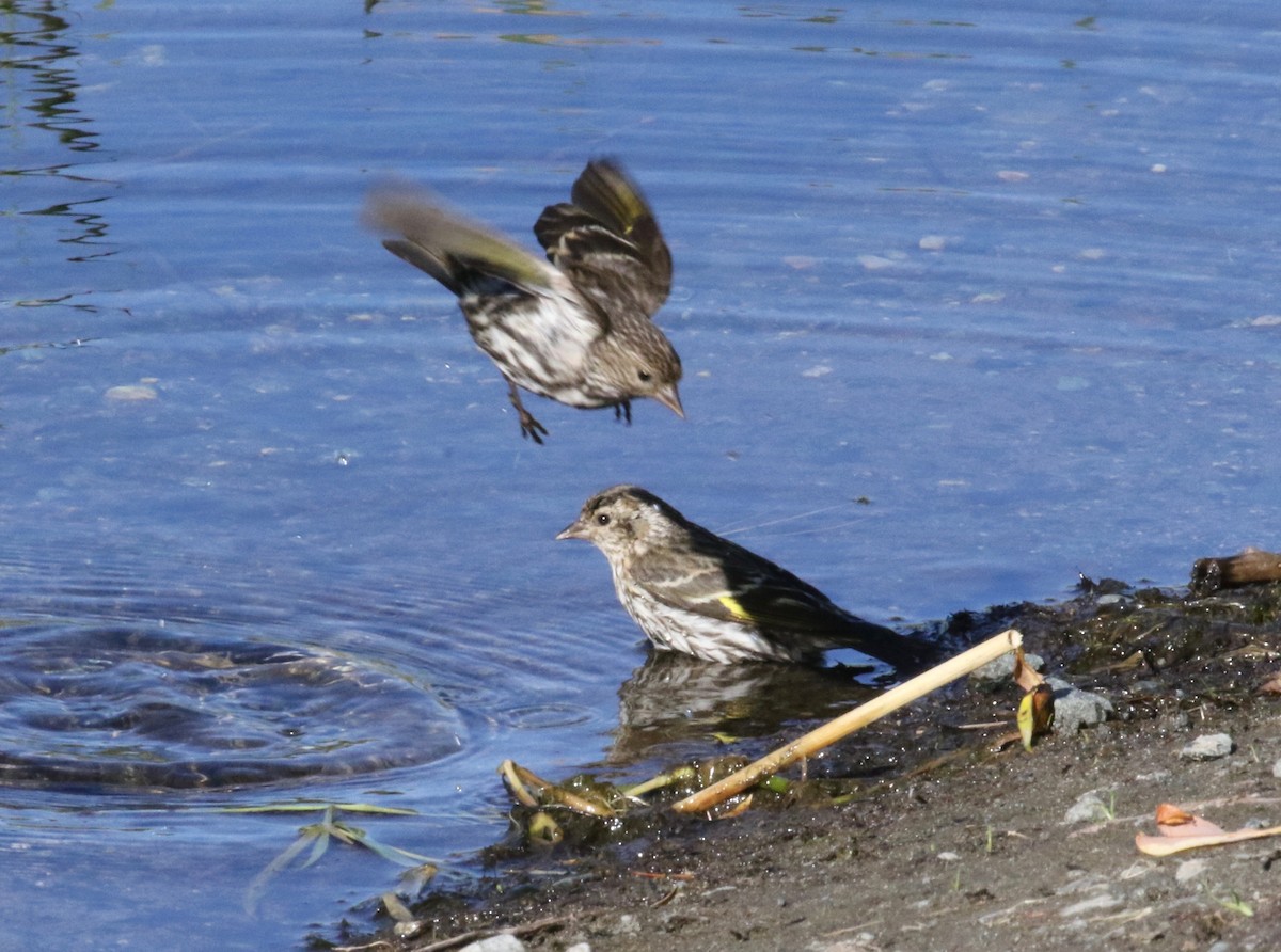 Pine Siskin - ML621215508