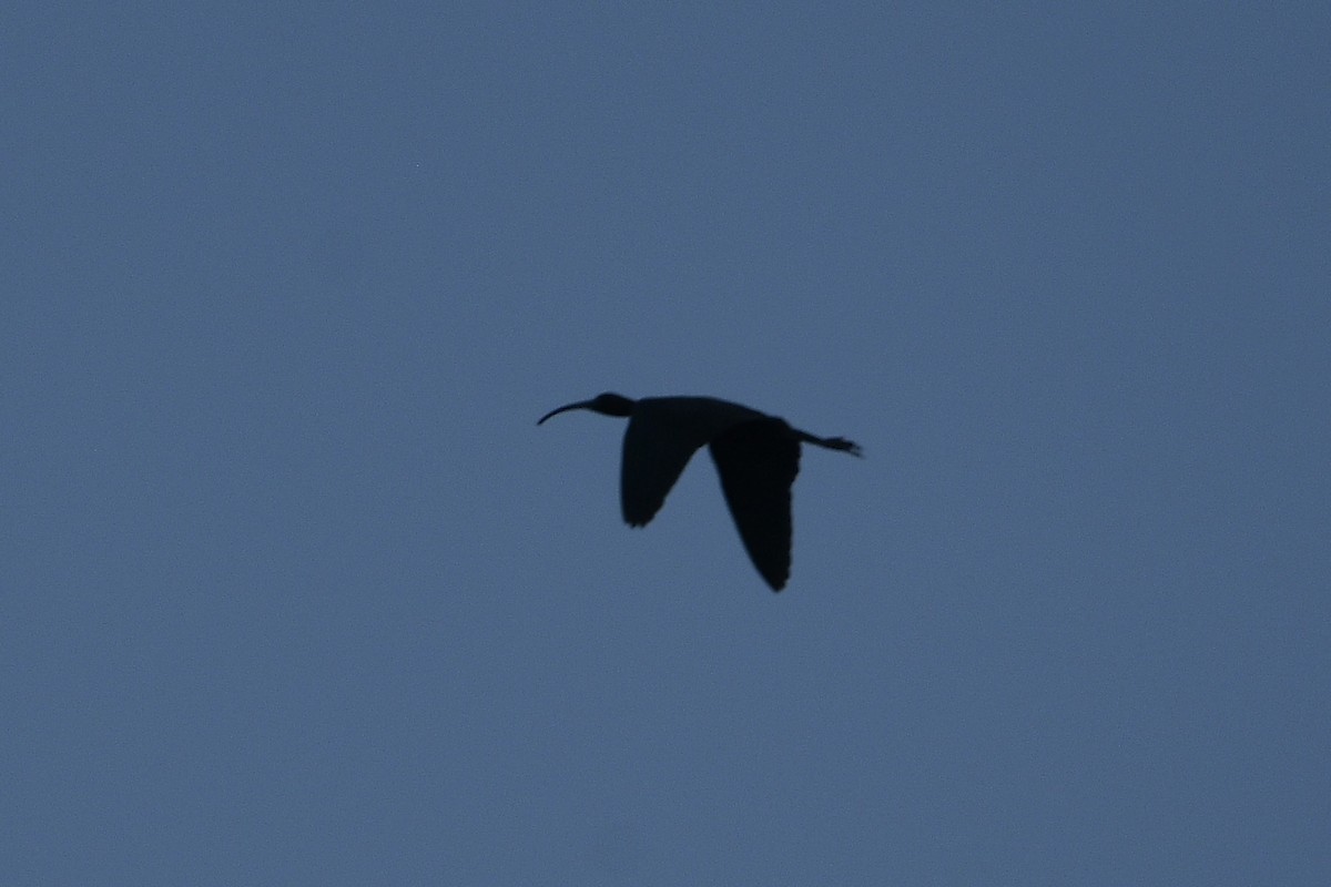 ibis hnědý - ML621215524