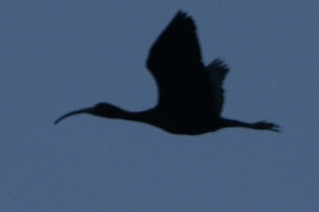 ibis hnědý - ML621215525