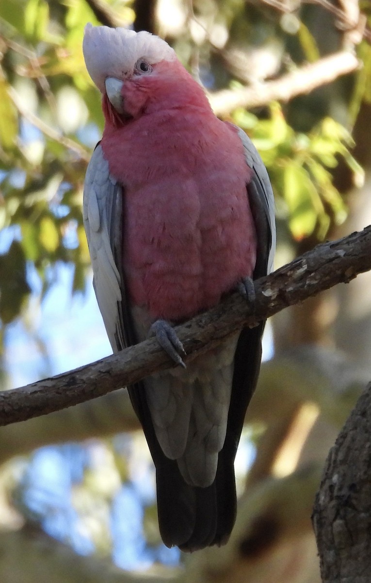 kakadu růžový - ML621215527