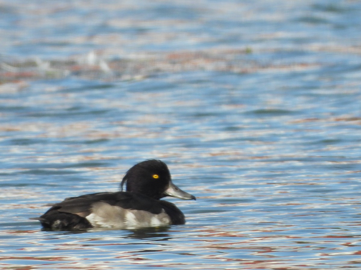 Tufted Duck - ML621215535