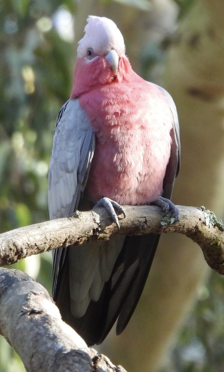 kakadu růžový - ML621215544