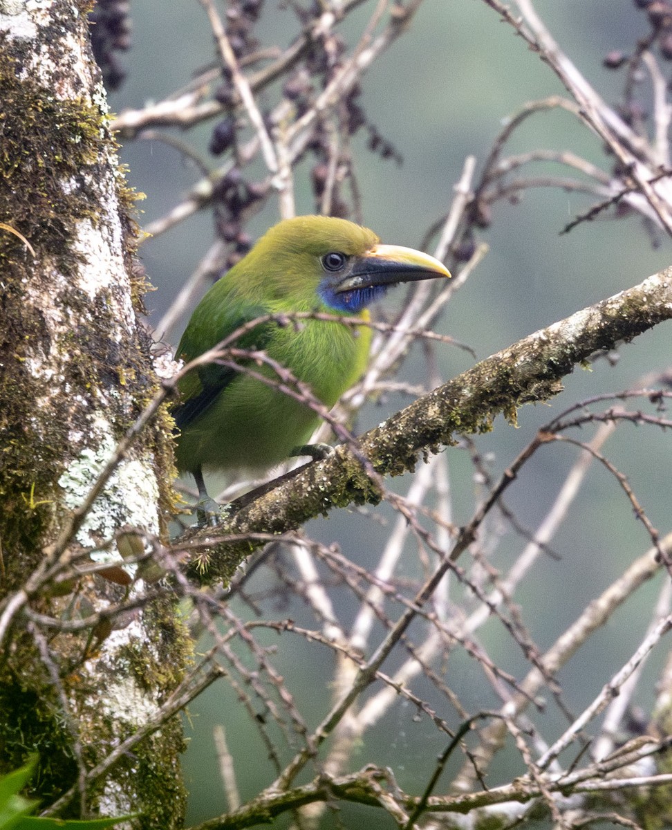 Northern Emerald-Toucanet (Blue-throated) - ML621215548