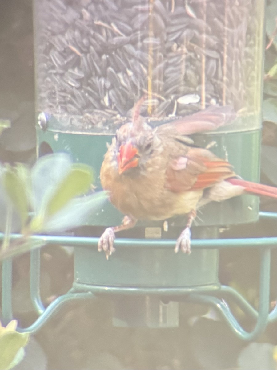 Cardinal rouge - ML621215552