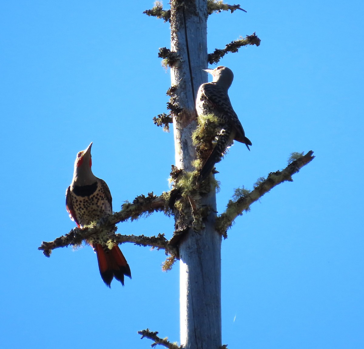 Northern Flicker (Red-shafted) - ML621215561