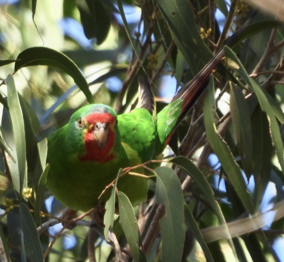 Swift Parrot - ML621215589