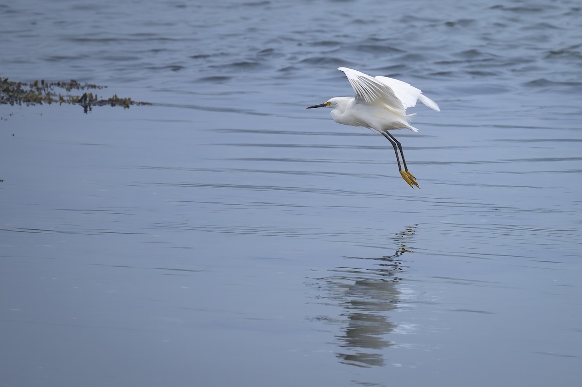 Snowy Egret - ML621215592