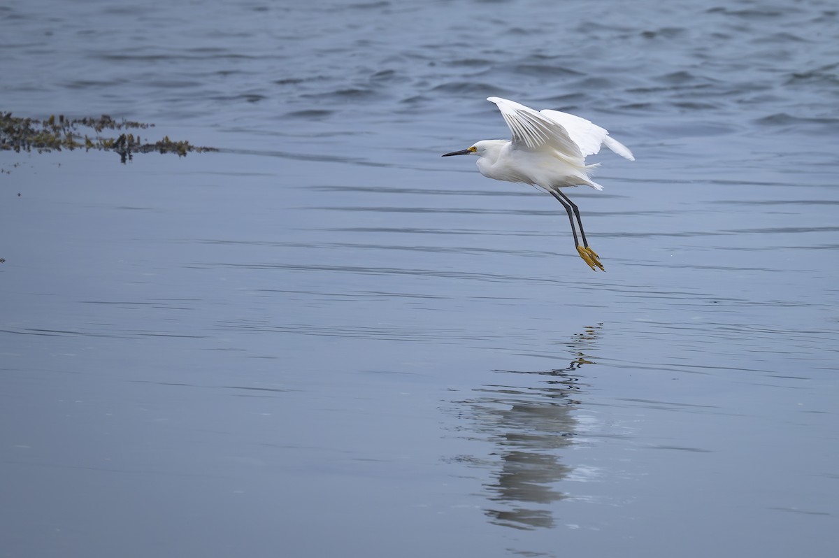 Snowy Egret - ML621215592