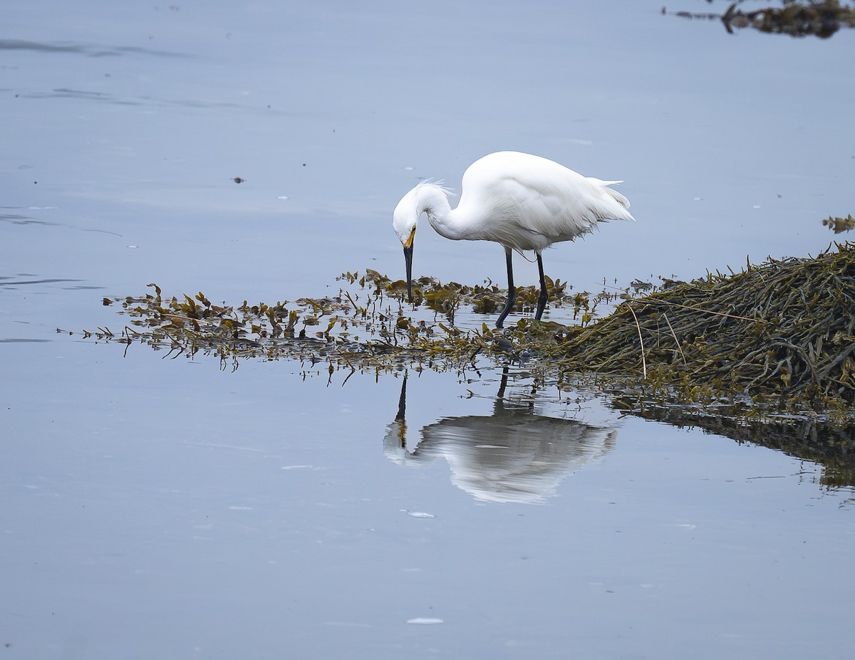 Snowy Egret - ML621215593