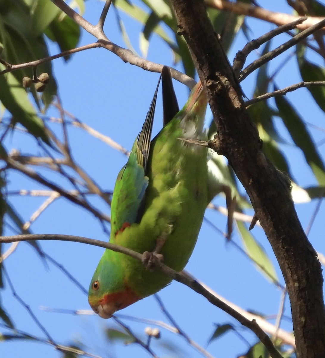 Swift Parrot - ML621215608