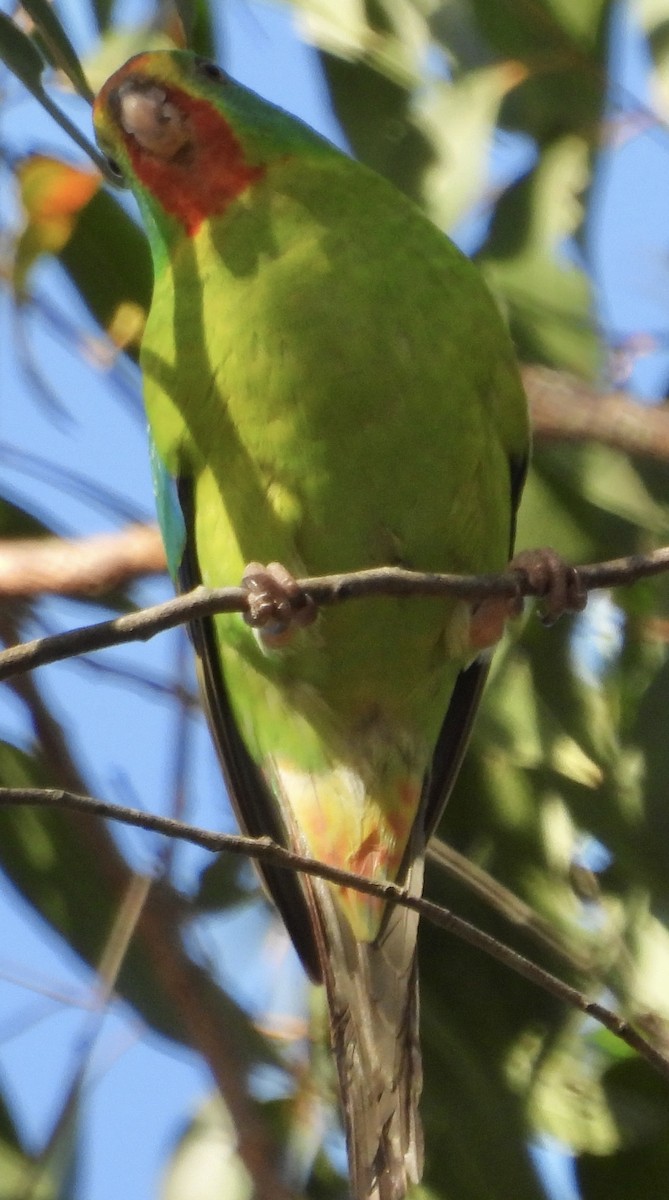 Swift Parrot - ML621215611