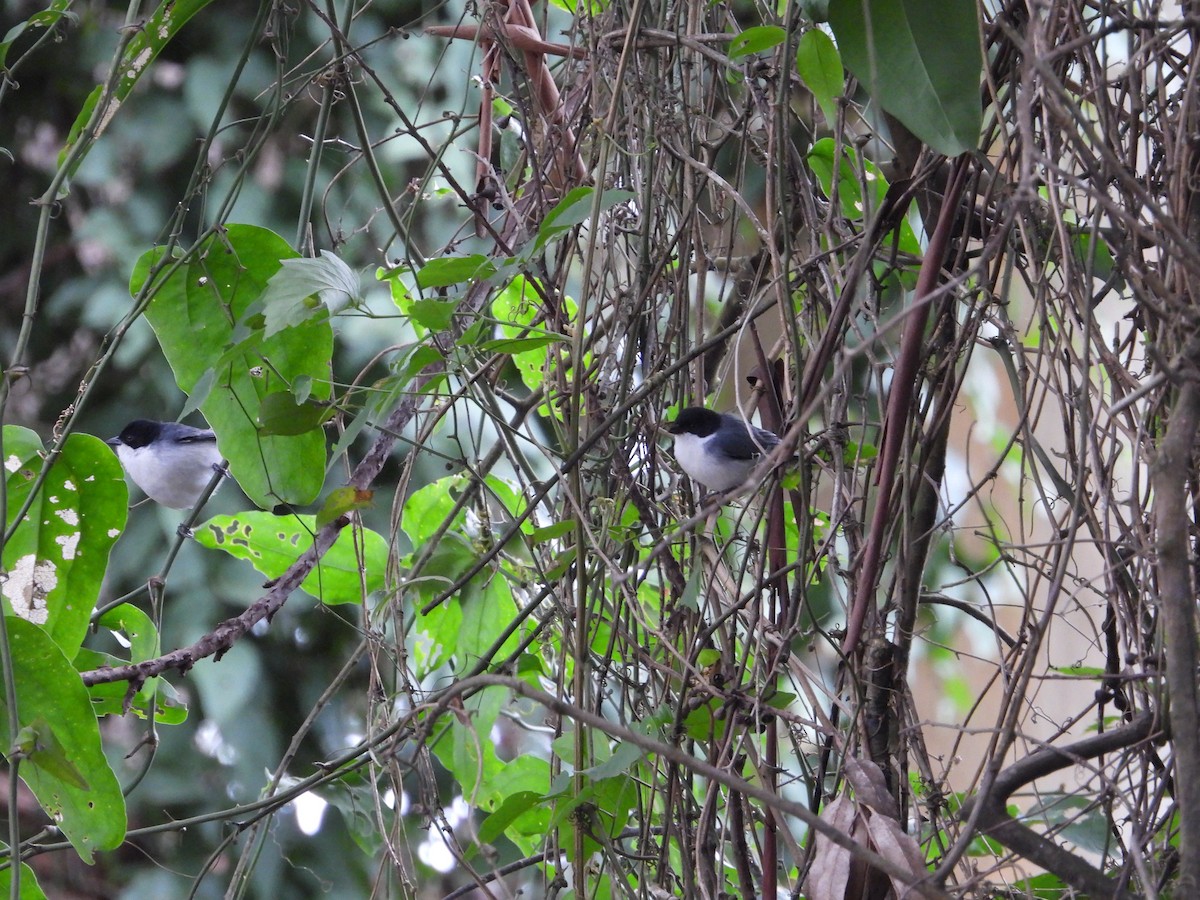 Black-capped Warbling Finch - ML621215612