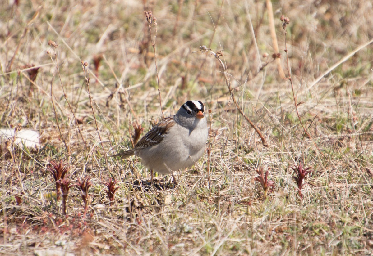 White-crowned Sparrow - ML621215625