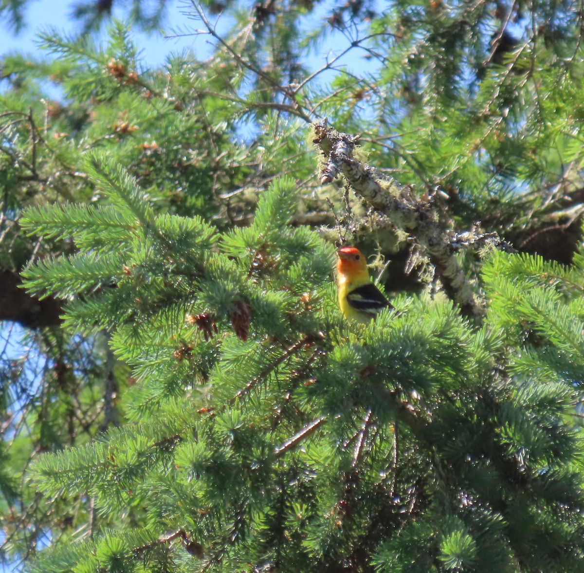Western Tanager - ML621215626