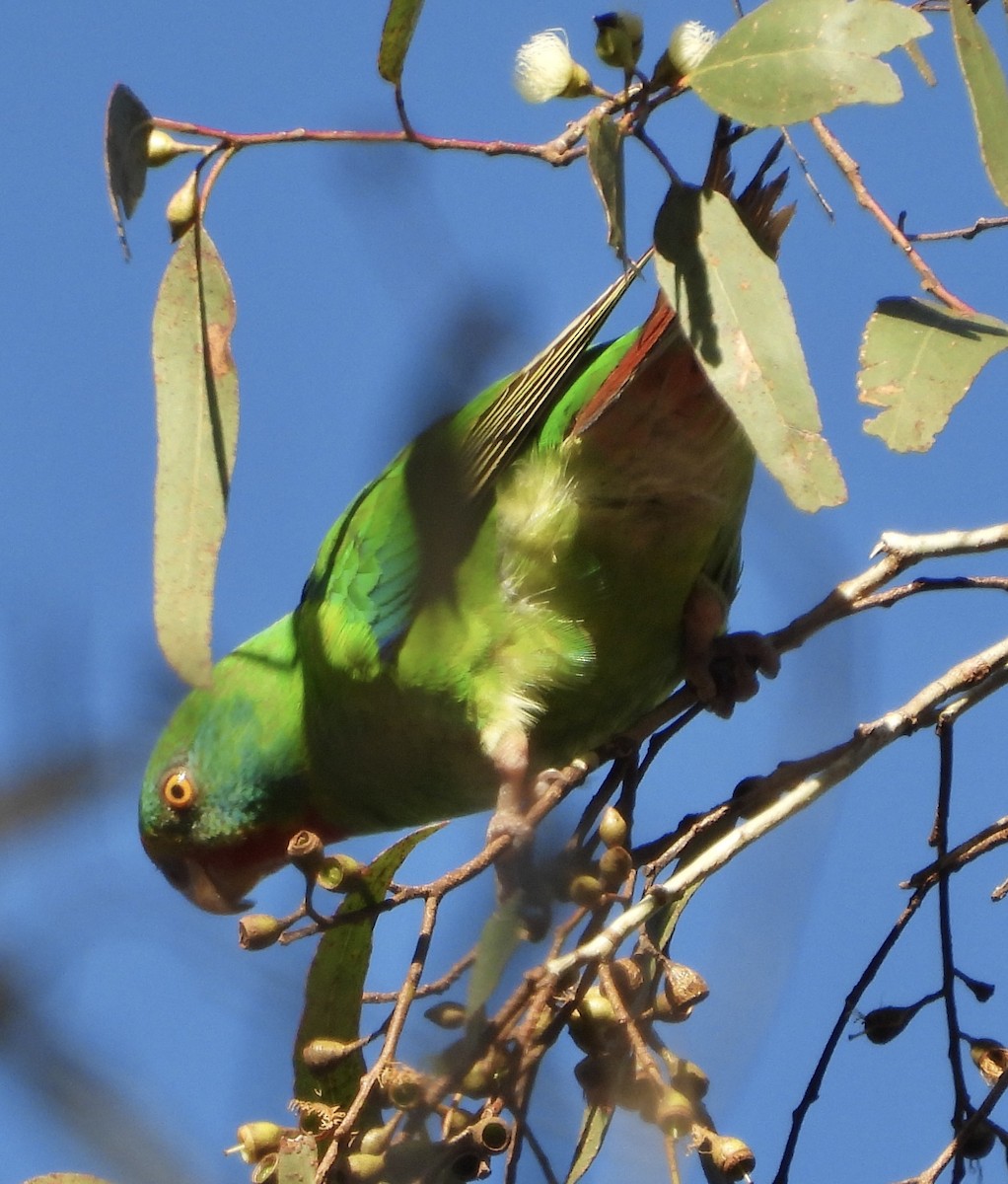 Swift Parrot - ML621215628