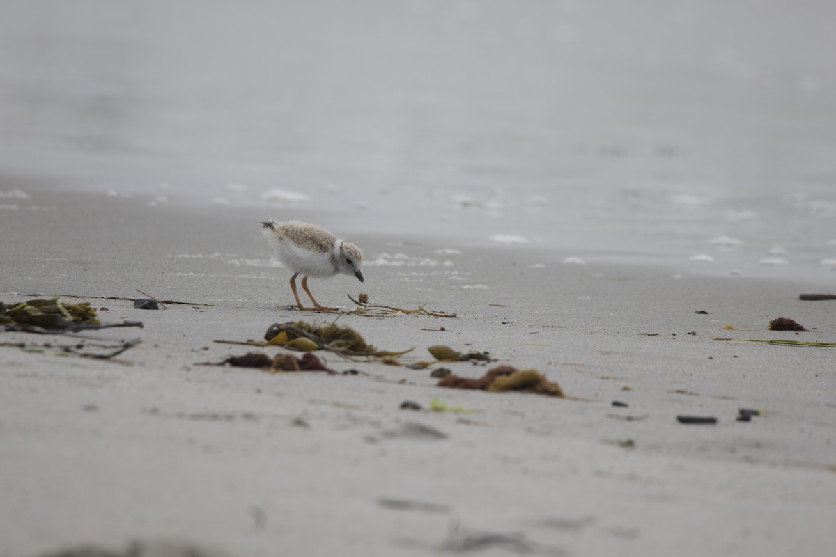 Piping Plover - ML621215638