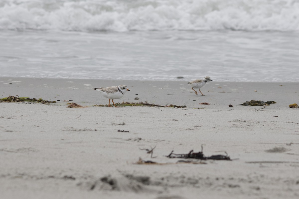 Piping Plover - ML621215639