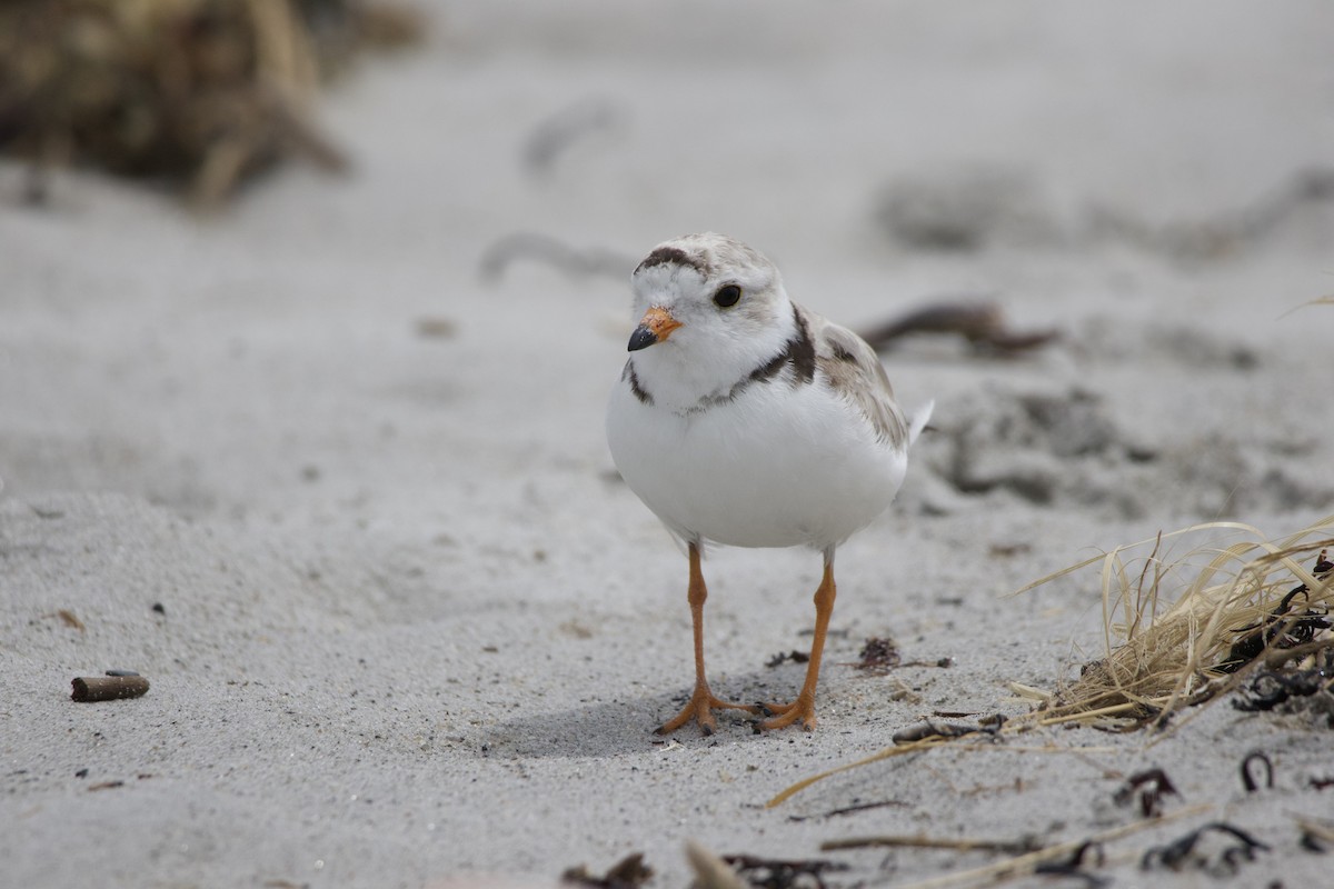 Piping Plover - ML621215640
