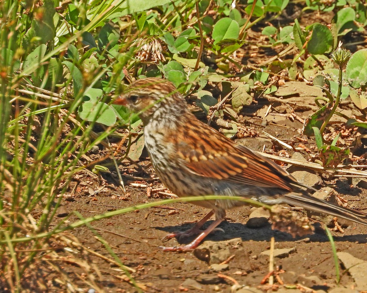 Chipping Sparrow - ML621215648