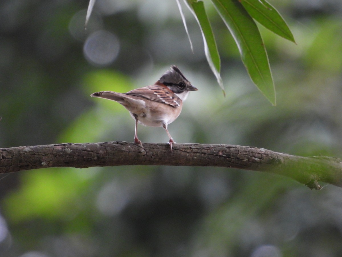 Rufous-collared Sparrow - ML621215651
