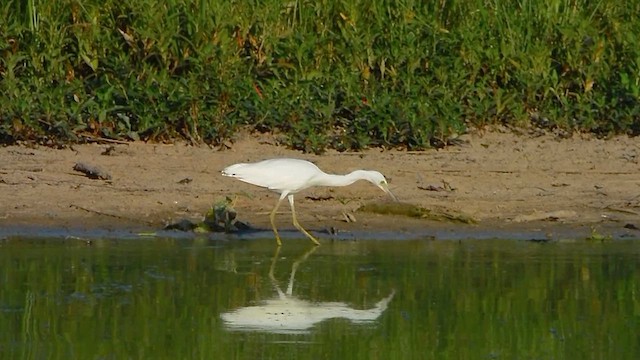 Little Blue Heron - ML621215707