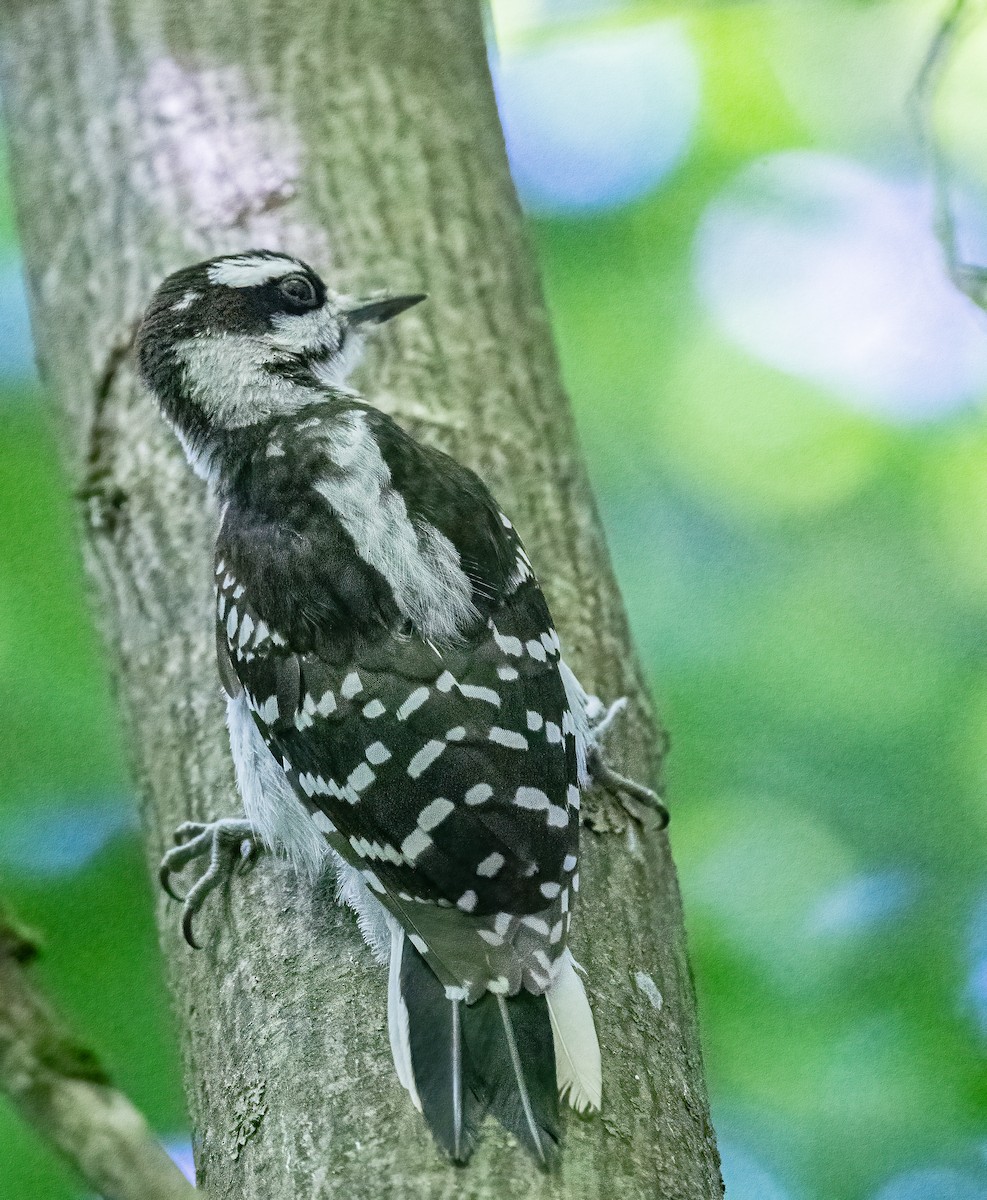 Hairy Woodpecker - ML621215721