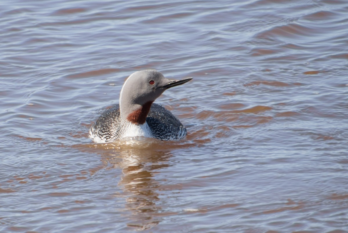 Red-throated Loon - ML621215763