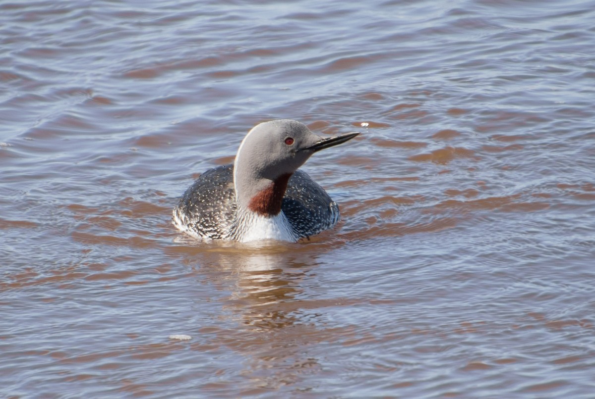 Red-throated Loon - ML621215764